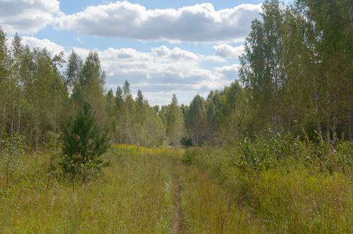 Free Peaceful view of a lush forest clearing on a sunny summer day with fluffy clouds. Stock Photo