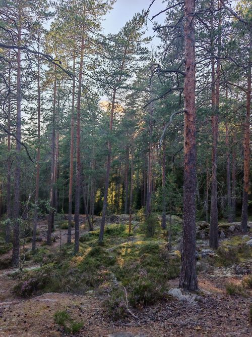 Free Tranquil scene of a dense pine forest illuminated by the warm glow of sunset. Stock Photo