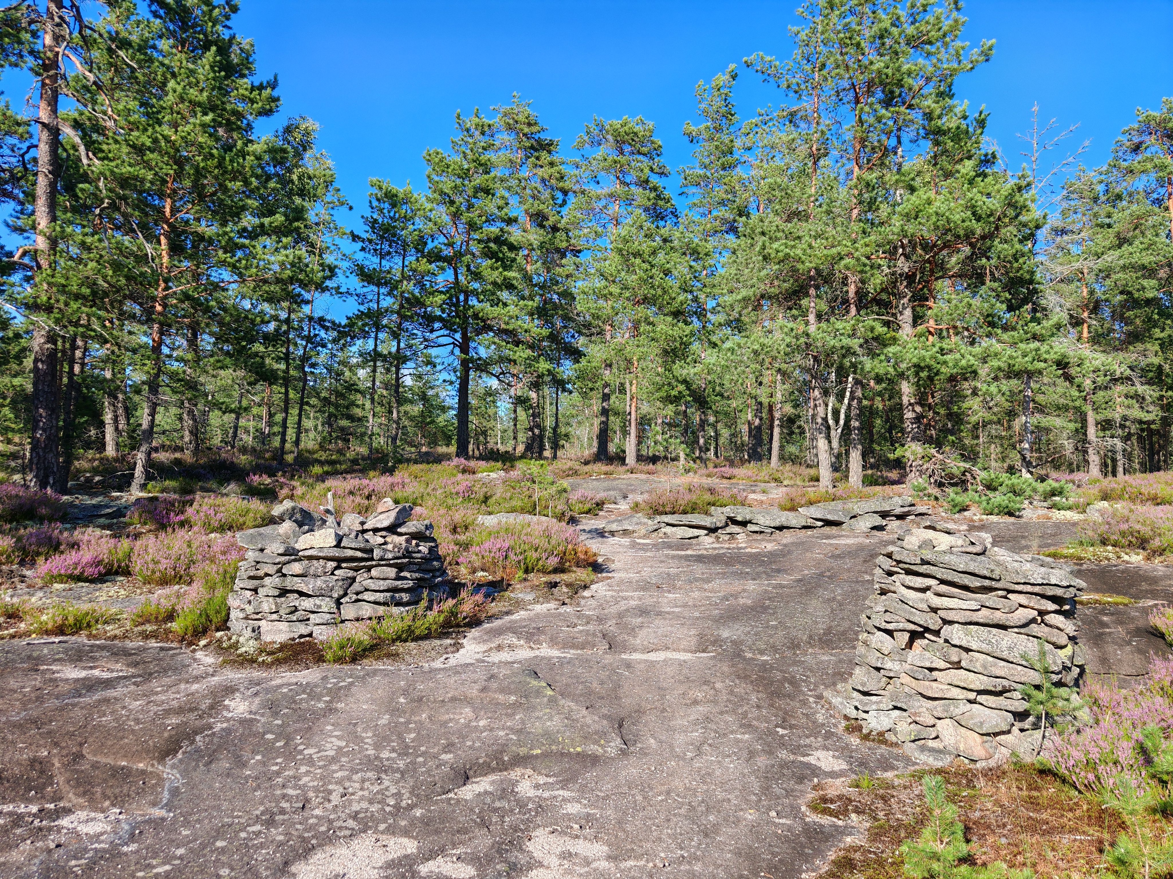 Beautiful forest landscape with stone structures and lush green pine trees under a clear blue sky.