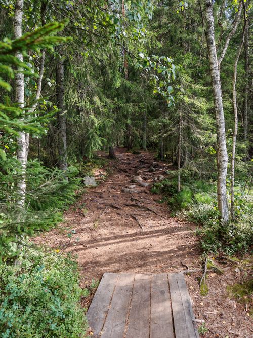 Free Tranquil forest path with wooden bridge and lush greenery in daylight. Stock Photo