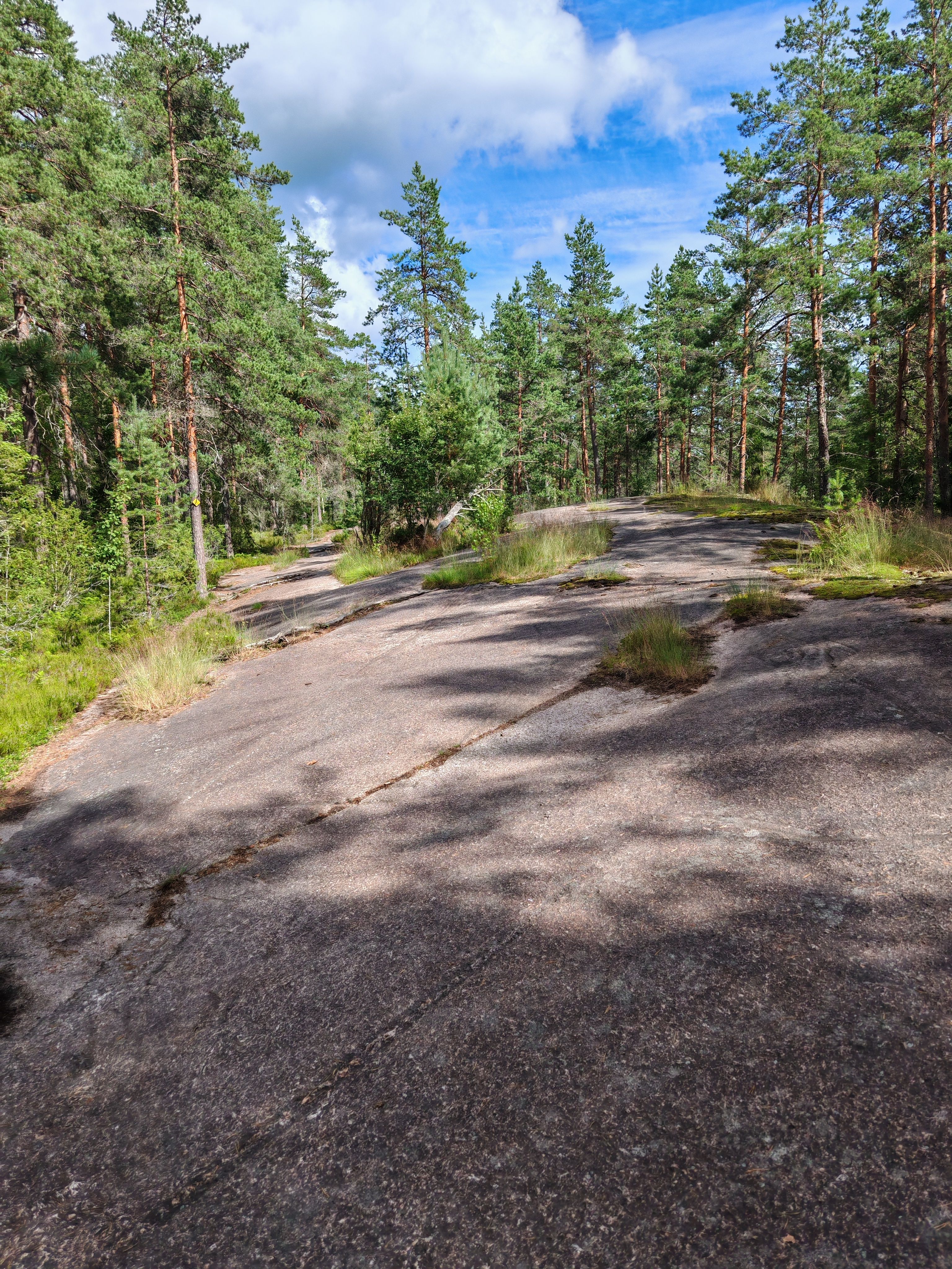 Peaceful forest trail with lush trees under a vibrant blue sky.