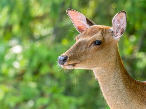 Free Intimate close-up of a deer with soft focus natural background, showcasing elegance and beauty. Stock Photo