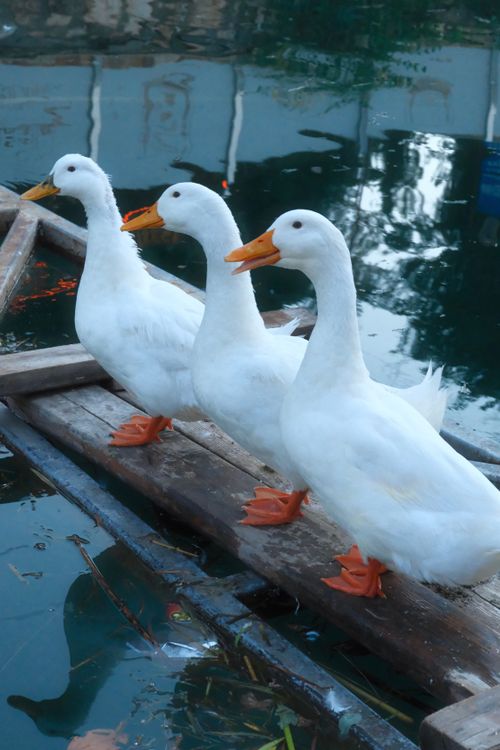 Free Three white Pekin ducks standing on a wooden raft in serene waters. Stock Photo