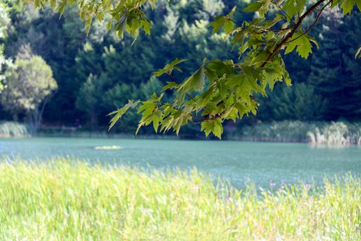 Peaceful lakeside view with lush green trees and foliage reflecting serenity in nature.