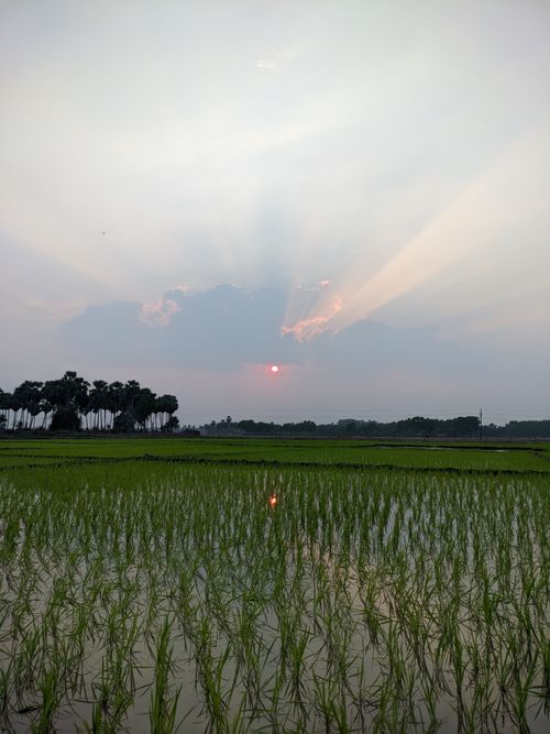 Free Sunset casting vibrant colors over a tranquil, verdant rice field. Stock Photo