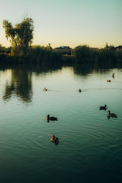 Free Tranquil lake scene at sunset with ducks swimming amidst calm waters and distant houses. Stock Photo