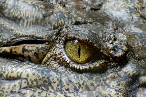 Imagine de stoc gratuită din a închide, aligator, animal