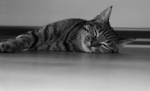 Free A serene tabby cat sleeping peacefully on the floor indoors. Stock Photo