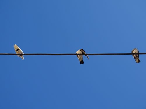 Free Three birds resting on a wire against a clear blue sky, showcasing simplicity and tranquility. Stock Photo