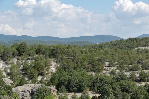 Free A scenic view of a lush green forest with distant mountains under a clear blue sky. Stock Photo