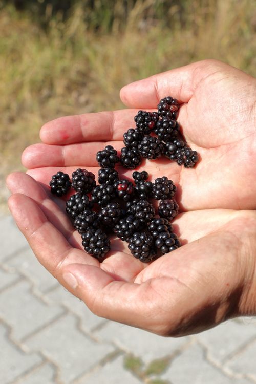 Free Hands cradling fresh blackberries outdoors with a natural background. Stock Photo