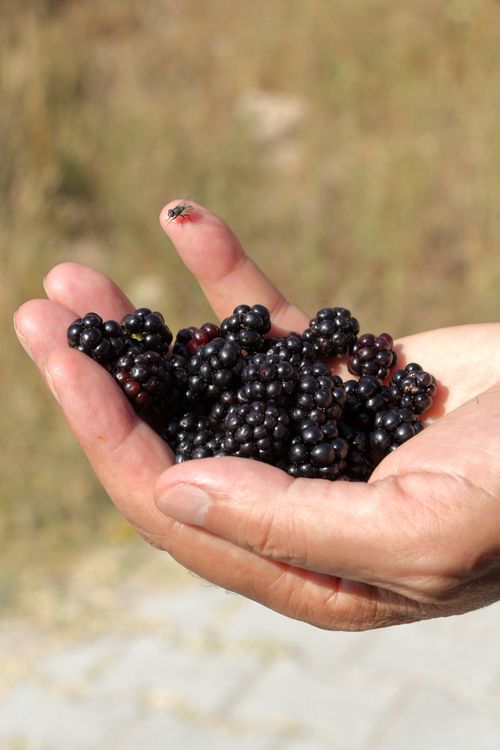 Free A close-up of fresh blackberries held in a hand outdoors, evoking natural harvest themes. Stock Photo