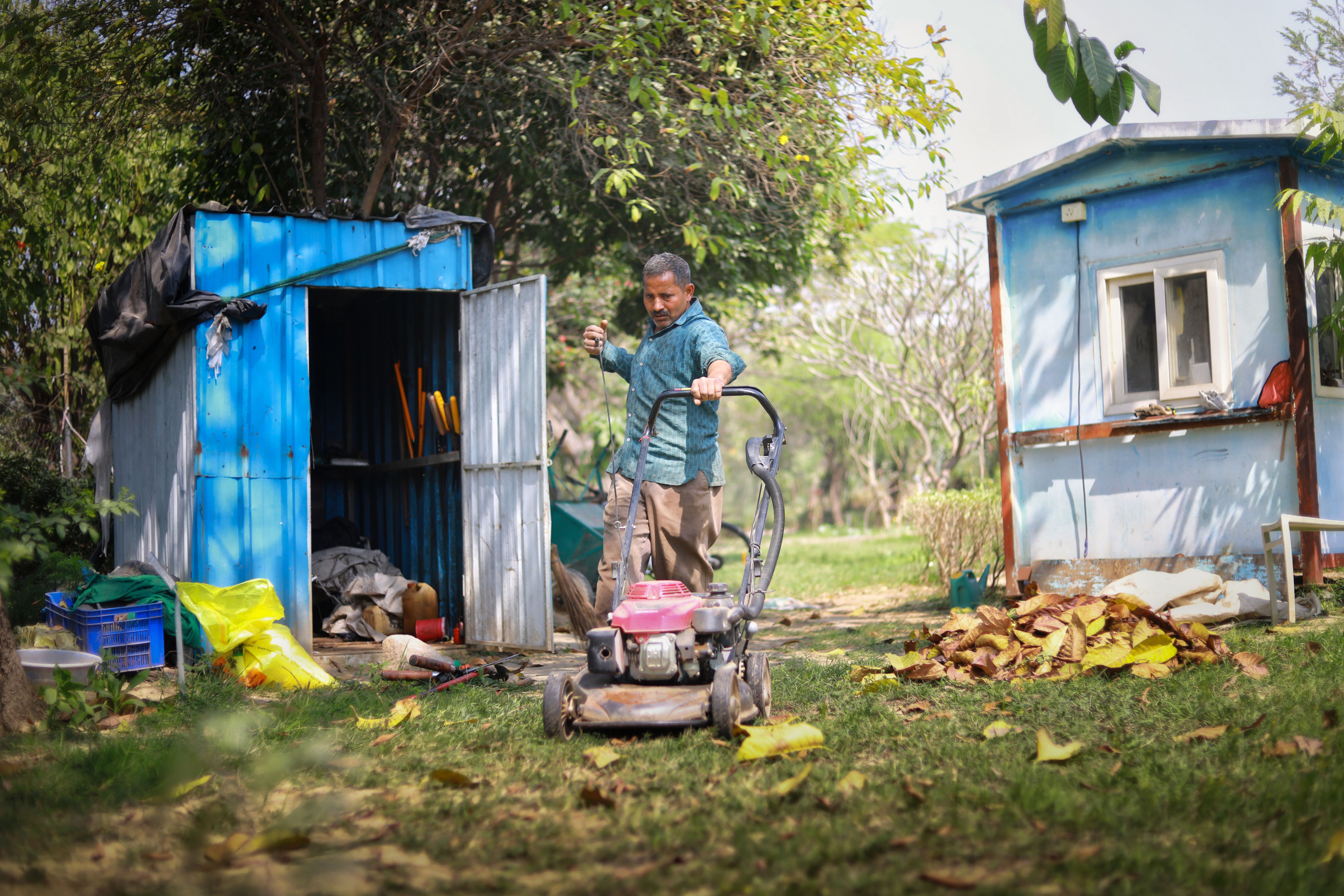 A gardener mowing a lawn past a blue shed, with loose piles of fallen autumn leaves nearby