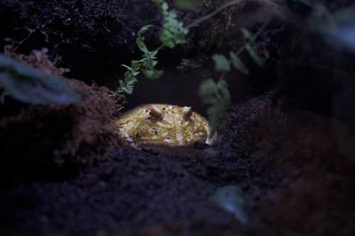 Free Close-up of a horned frog amidst moist soil and greenery in a terrarium setting. Stock Photo