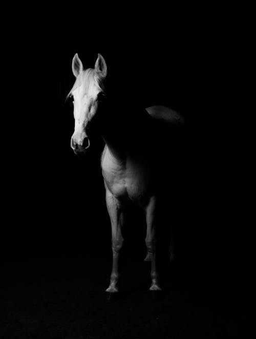 белая лошадь черно белое фото
