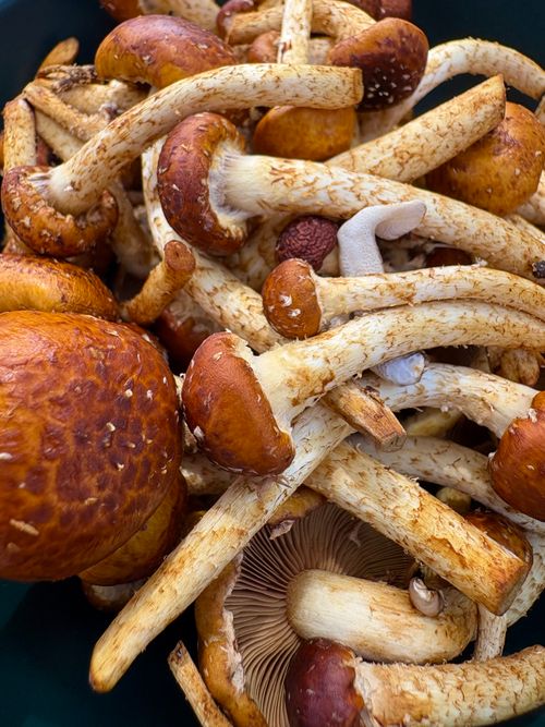 Free Detailed view of freshly harvested chestnut mushrooms with visible texture. Stock Photo