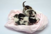 一群可爱的新生小猫在室内的粉色蓬松毯子上睡觉
