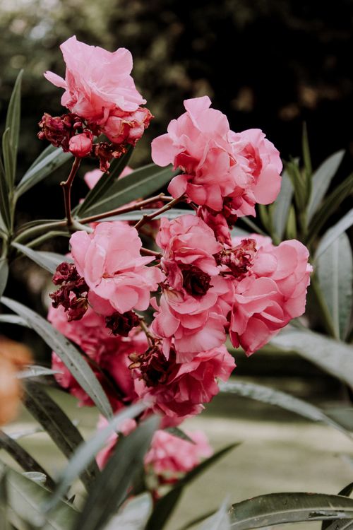 Free Vibrant pink oleander flowers captured in a lush garden, exuding a warm summer feel. Stock Photo