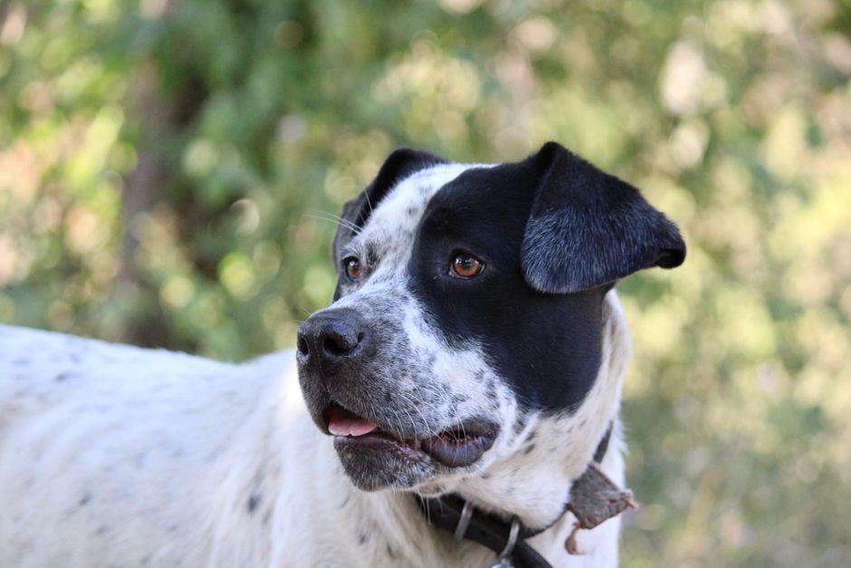 A close-up shot of a spotted black and white dog outdoors in a natural setting.