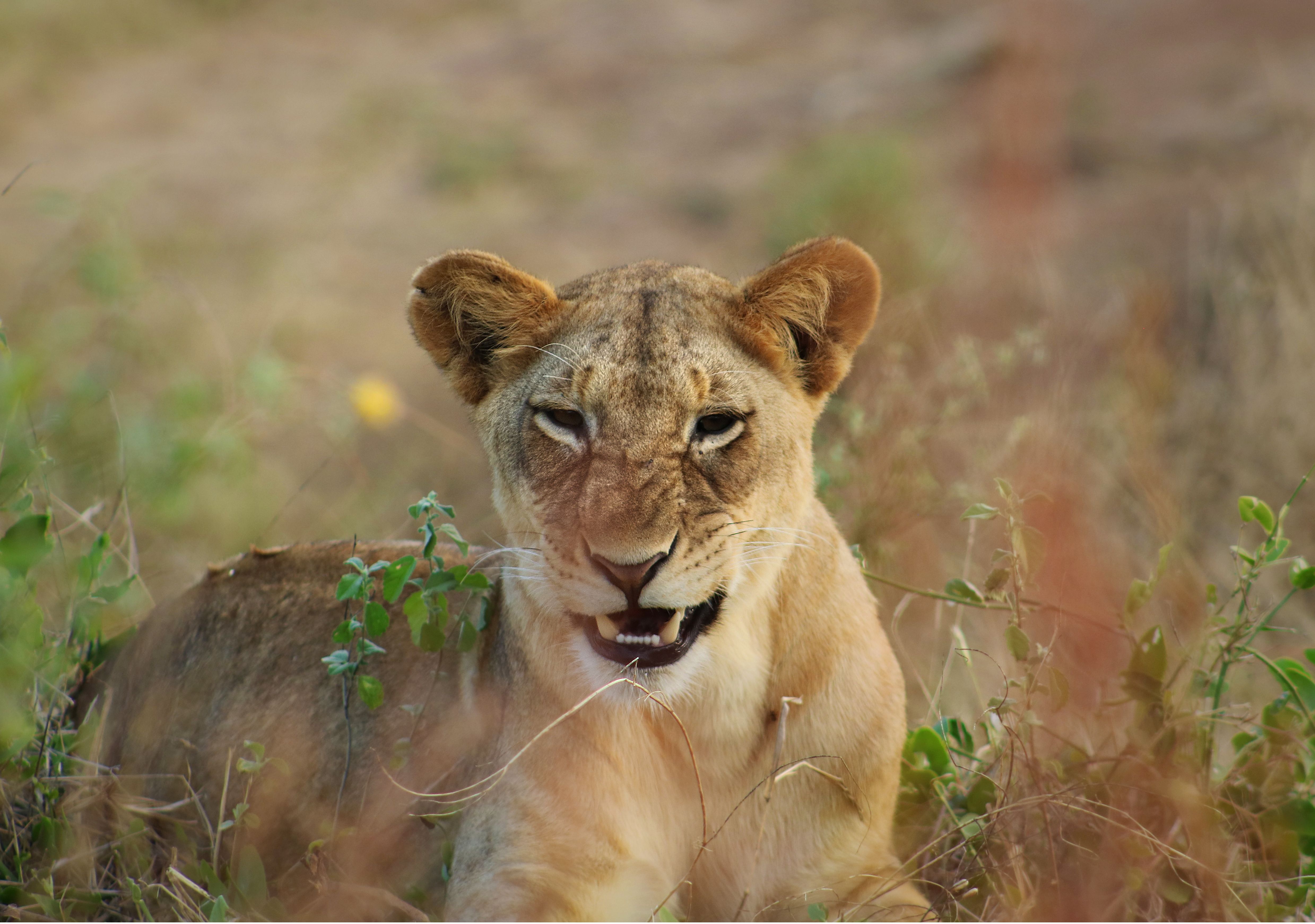 Tanzania safari adventure