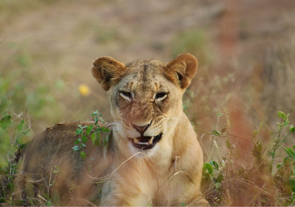 Akagera National Park