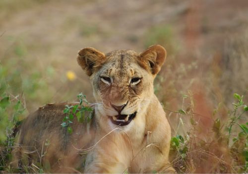 Free A majestic African lioness rests in the grassland of Tanzania's Serengeti National Park. Stock Photo