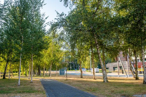 Free A serene urban park pathway lined with birch trees during a sunny summer day. Stock Photo