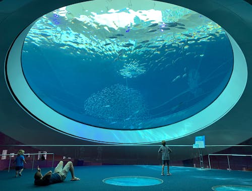 Mensen Die Een Aquarium Bezoeken