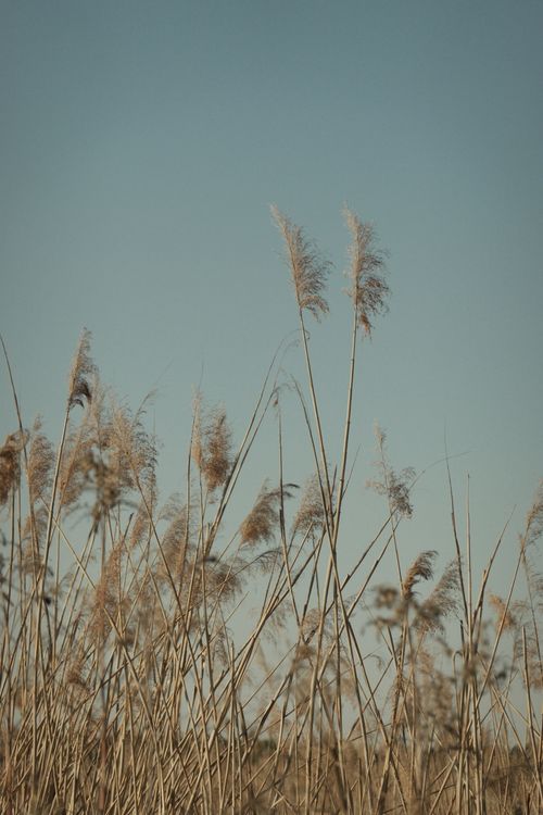 Free Peaceful scene of tall grass under clear sky, capturing natural beauty and tranquility. Stock Photo