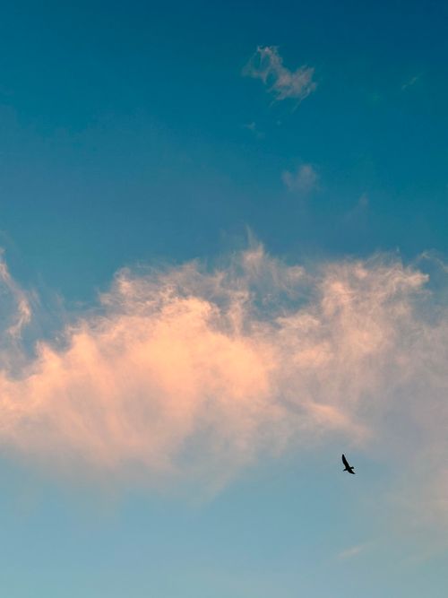 Free A single bird flies against a peaceful, pastel clouded sky during sunset, evoking tranquility and freedom. Stock Photo