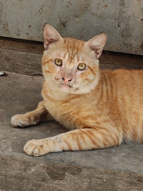 Free Ginger cat with green eyes lying on concrete, showcasing its relaxed demeanor. Stock Photo