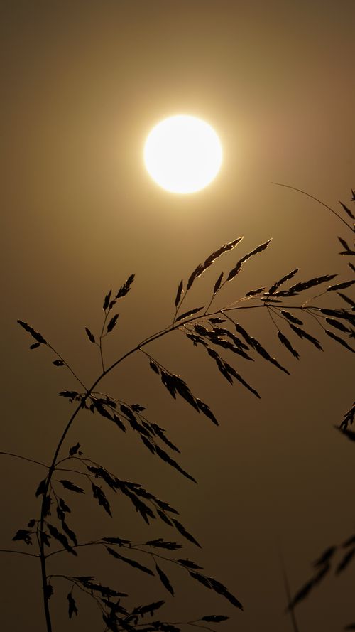 Free Artistic shot of silhouetted grass under a bright sun, creating a dramatic scene. Stock Photo