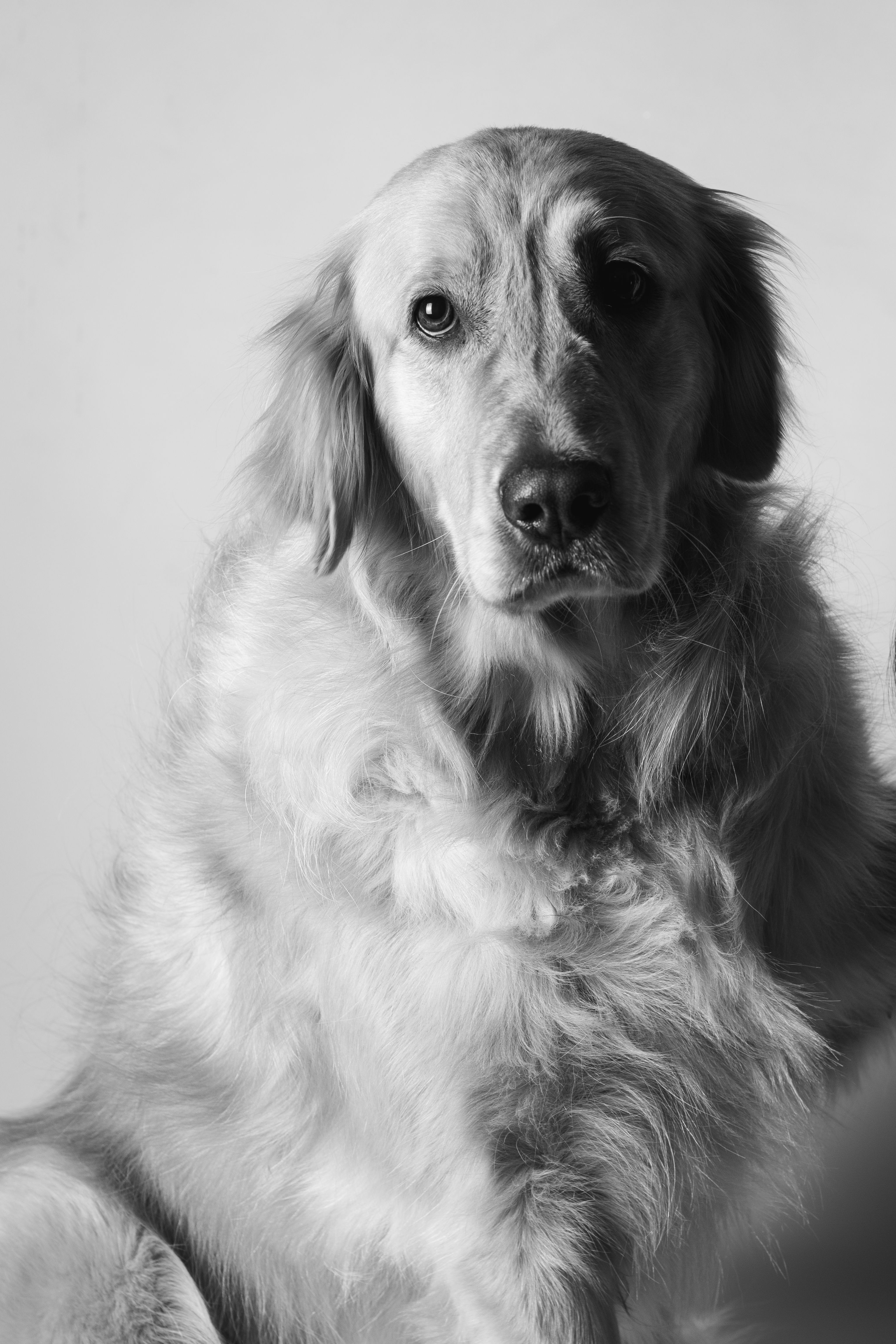 Elegant black and white portrait of a Golden Retriever dog in a studio setting.