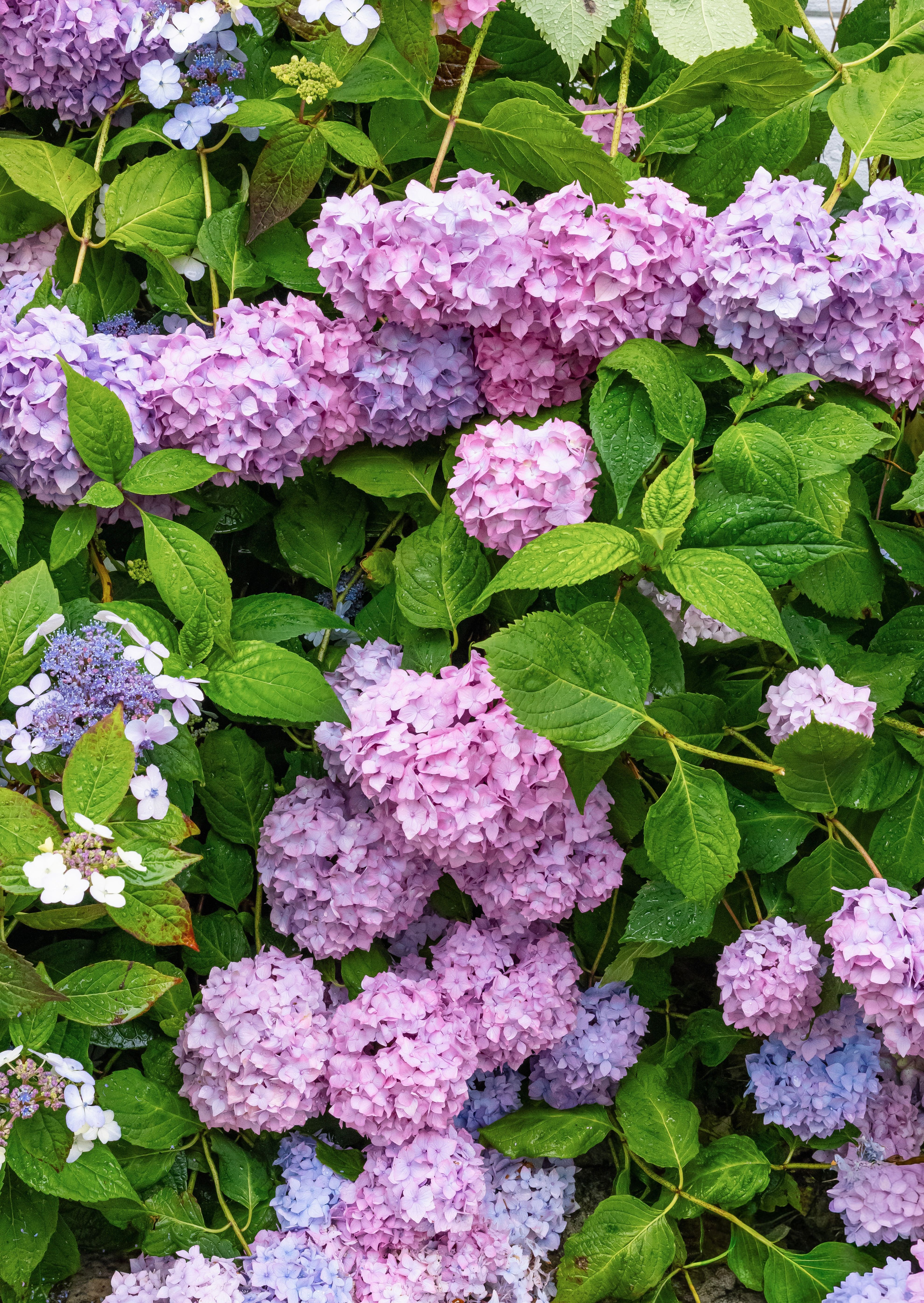 [ColoSach]-a-lush-display-of-pink-and-purple-hydrangeas-in-full-bloom-among-green-foliage.