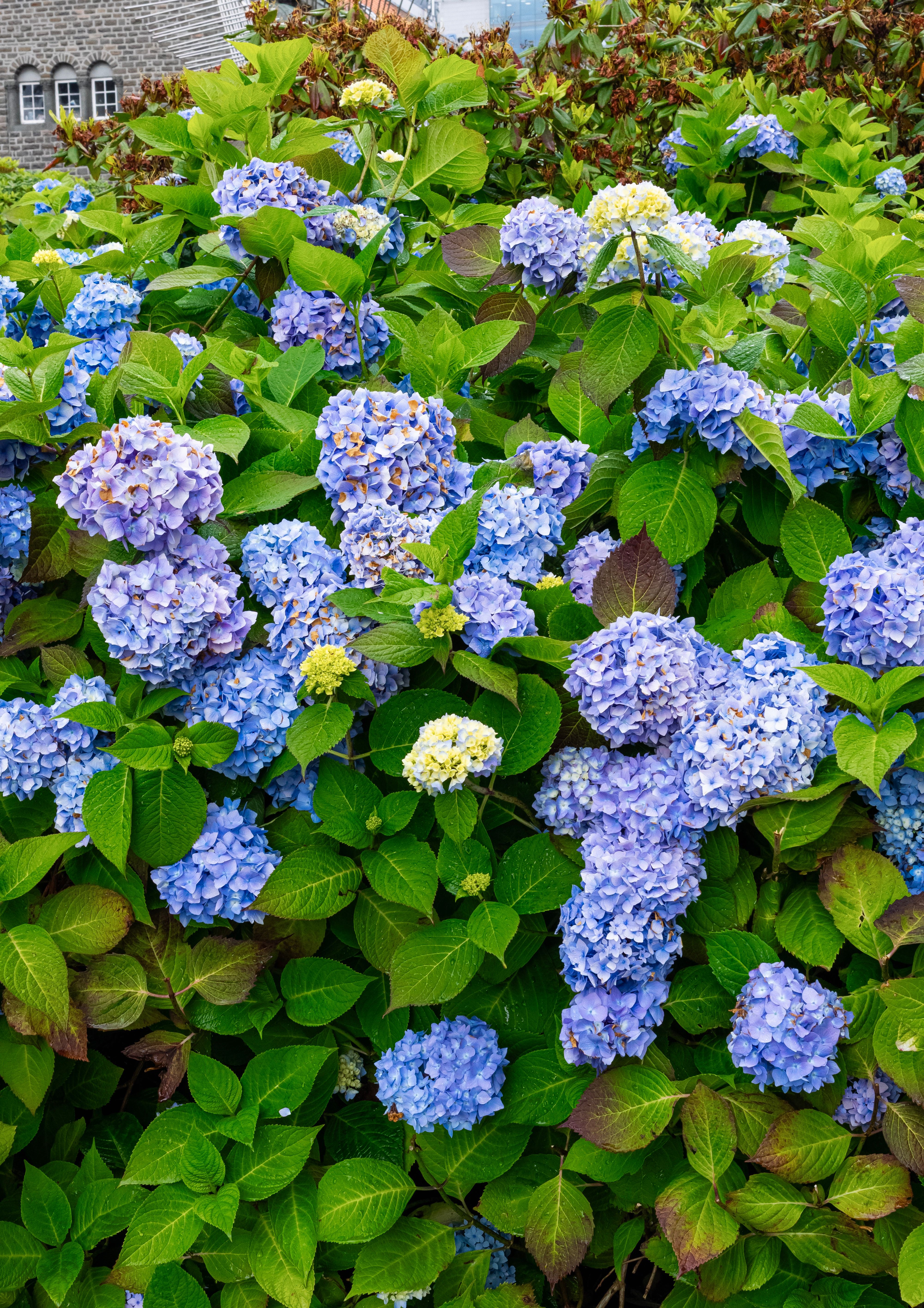 [ColoSach]-blue-and-purple-hydrangeas-blooming-in-lush-green-garden-setting,-showcasing-summer-vibrancy.