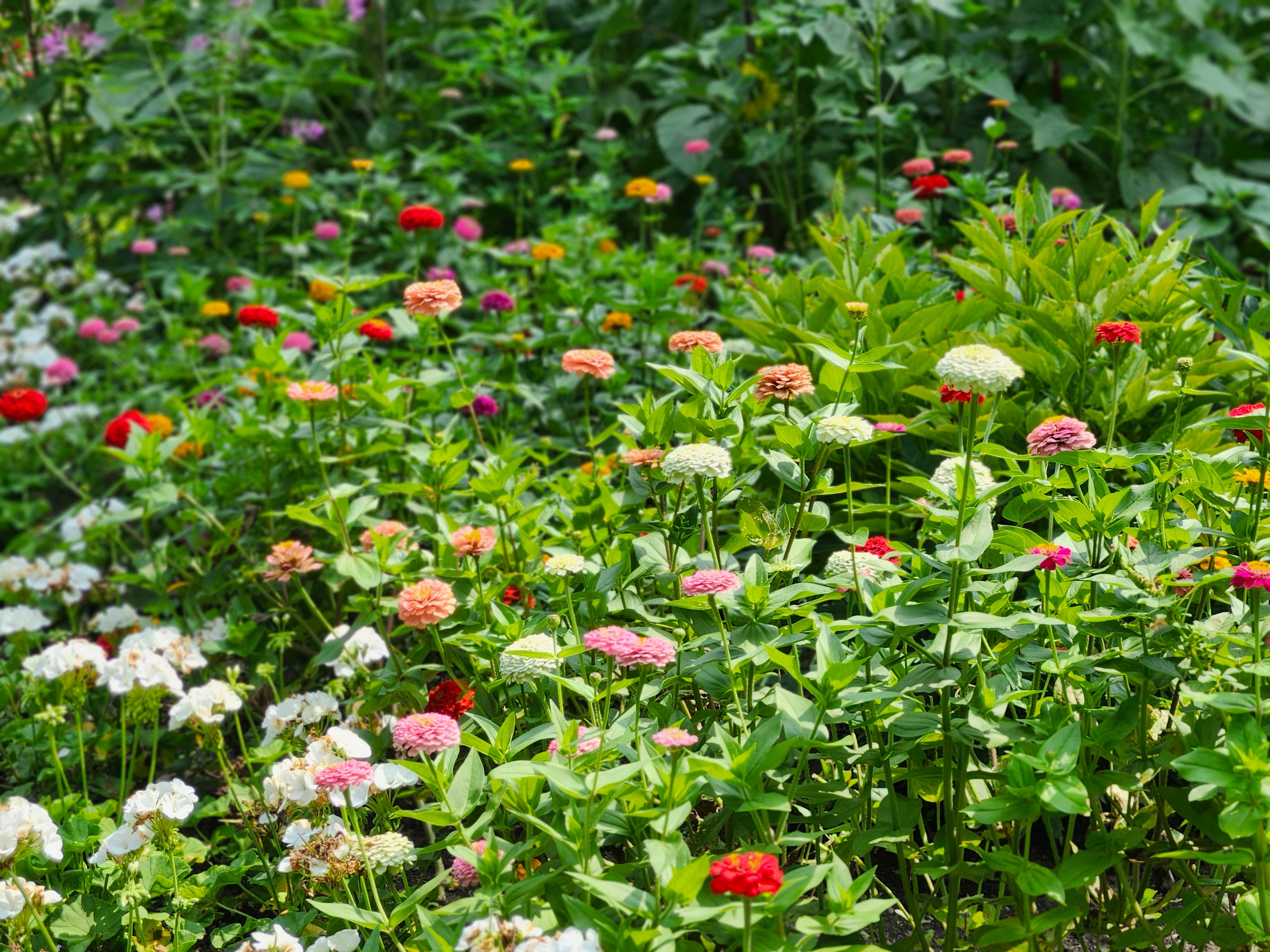 Por qué tenés que sumar zinnias a tu huerta y cómo cultivarlas paso a paso