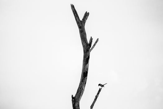 A striking monochrome image featuring a lone bird perched on a barren tree.