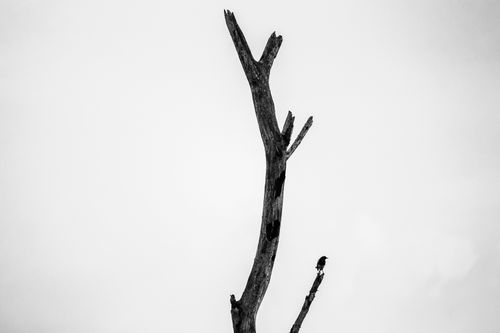 Free Black and white photo of a solitary bird perched on a bare tree branch against a plain sky. Stock Photo