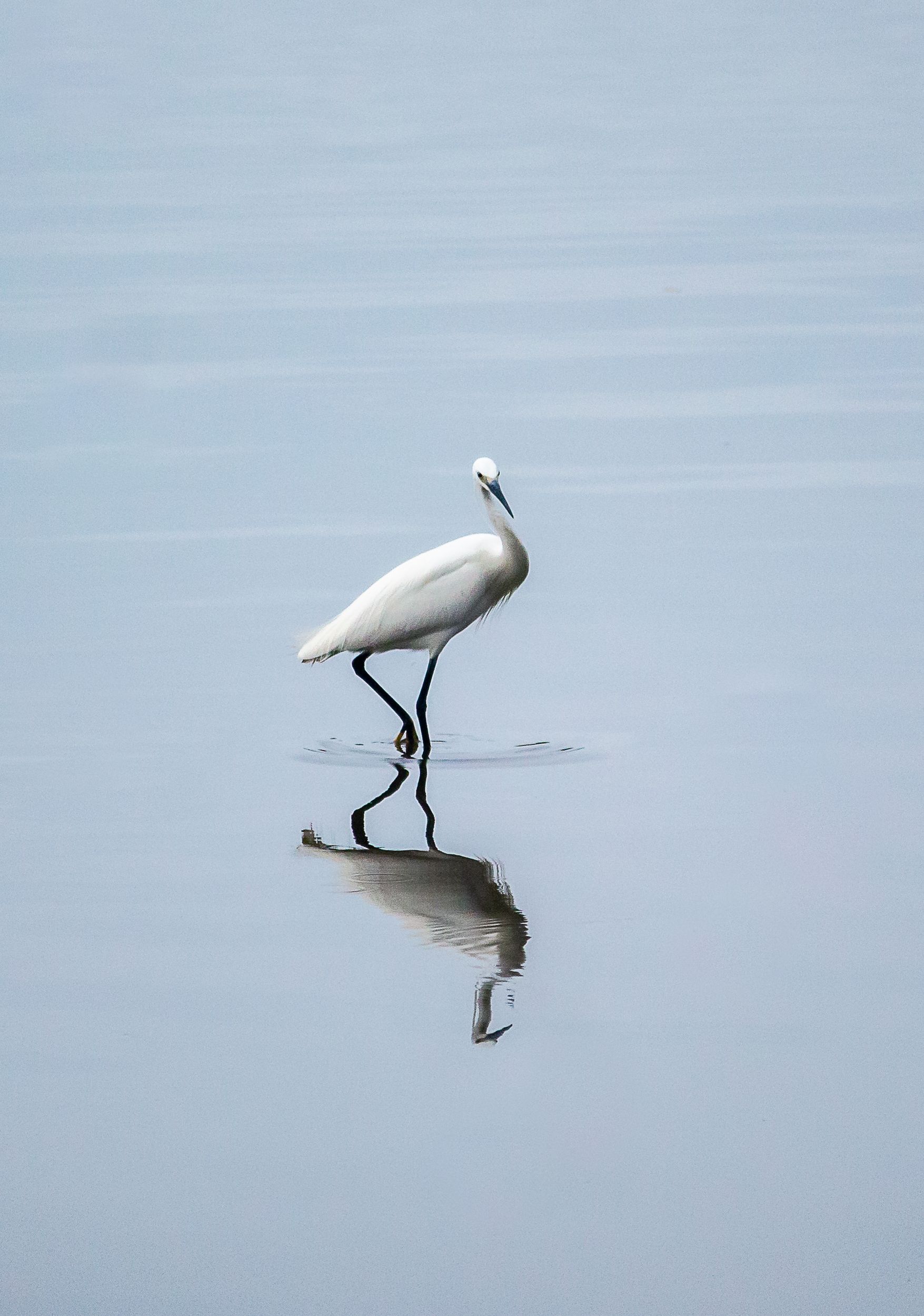 A serene scene of a solitary egret walking in still water with its reflection visible.