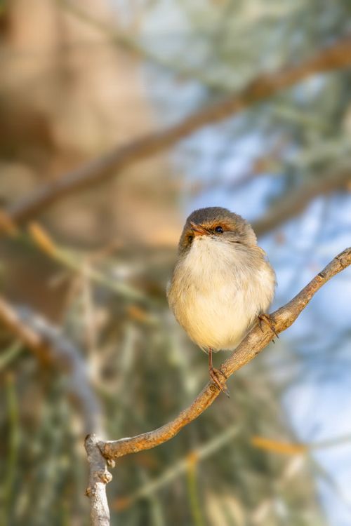 Free A small bird perched on a branch in a sunlit natural setting. Stock Photo