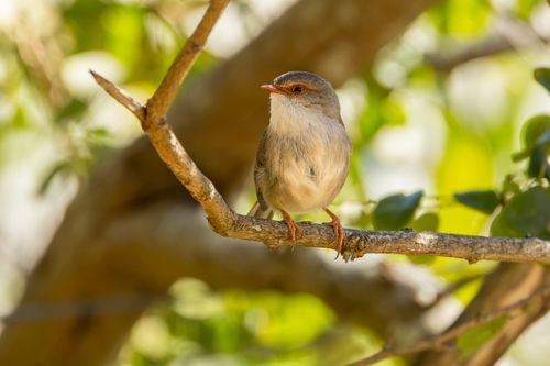 Free Close-up of a Superb Fairywren bird sitting on a branch surrounded by vibrant green foliage. Stock Photo