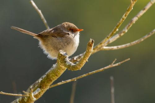 Free Close-up shot of a female superb fairywren resting on a twig in natural light. Stock Photo