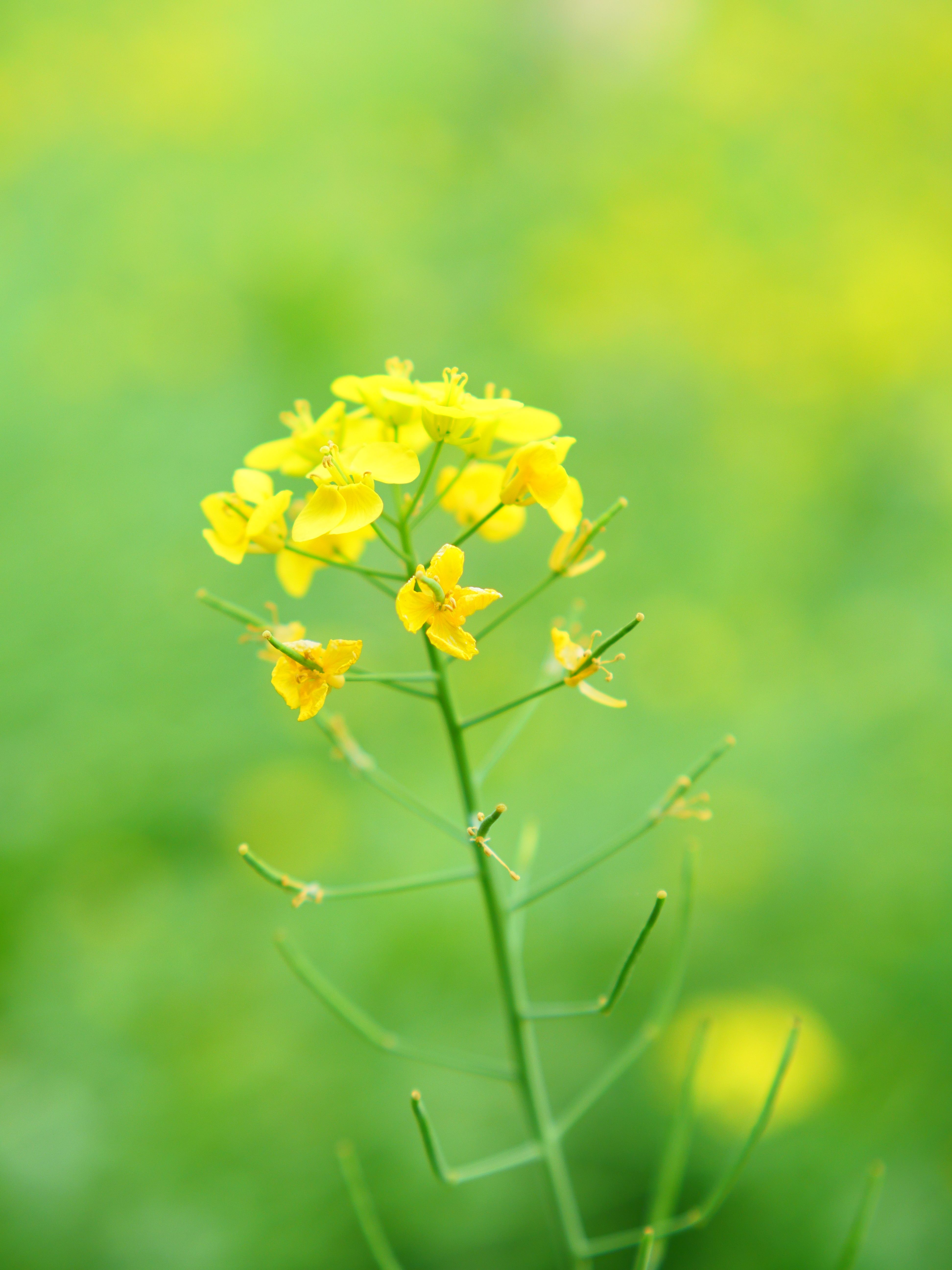 [ColoSach]-vibrant-yellow-mustard-flower-blooming-in-a-lush-green-field,-showcasing-spring-flora.