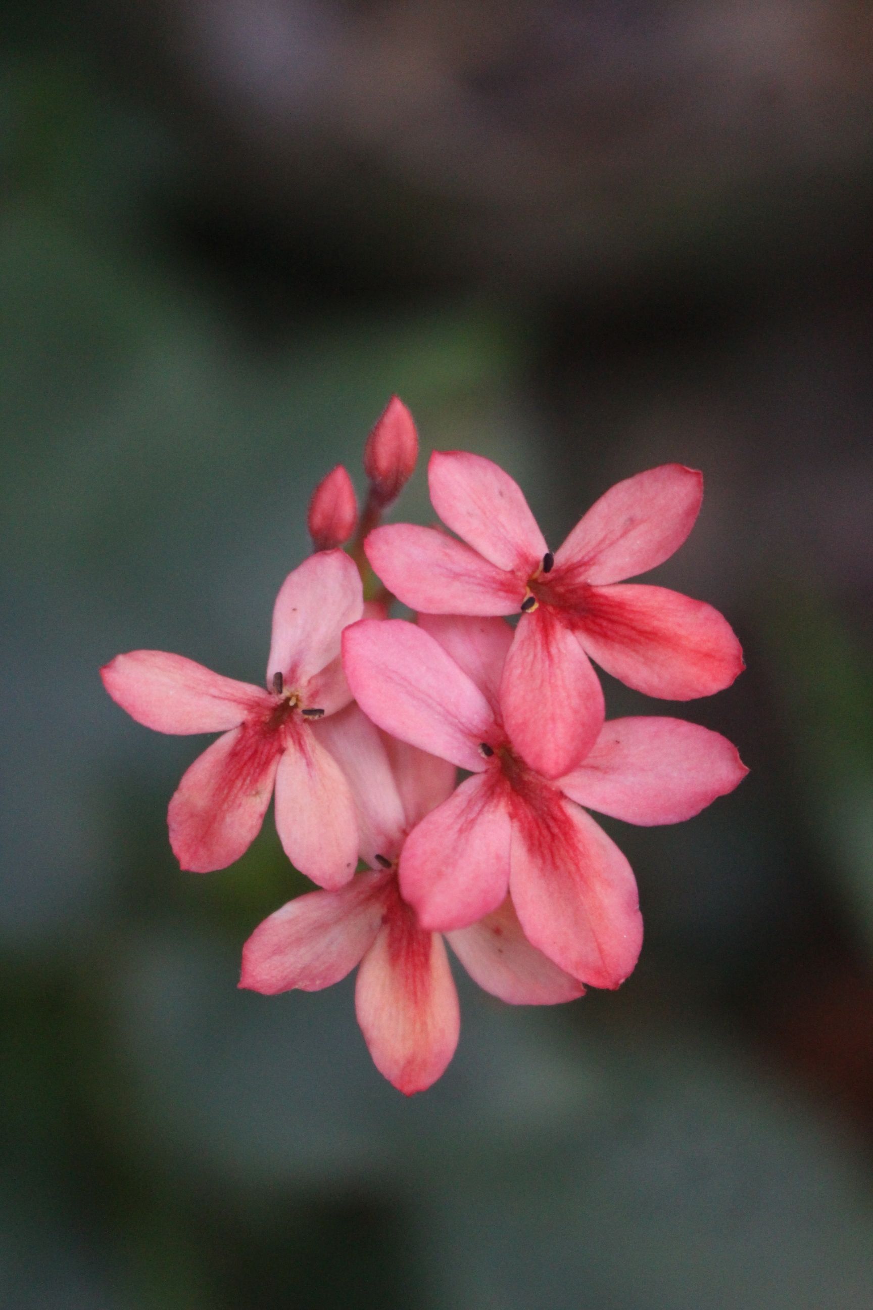 [ColoSach]-vibrant-pink-jatropha-flowers-in-a-natural-setting,-showcasing-vivid-floral-details.