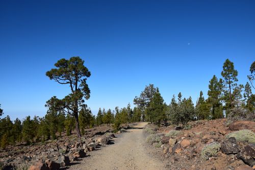 Free A serene dirt path in a rocky forest under a bright blue sky. Ideal for nature and travel themes. Stock Photo