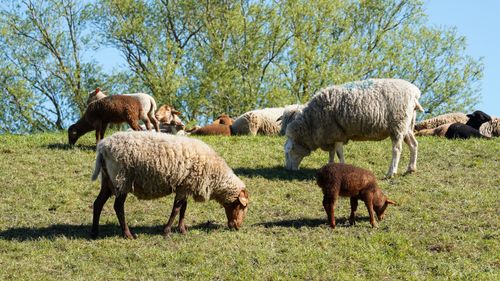 Free Sheep grazing on lush green hillsides under a clear sky in Artlenburg, Germany. Stock Photo