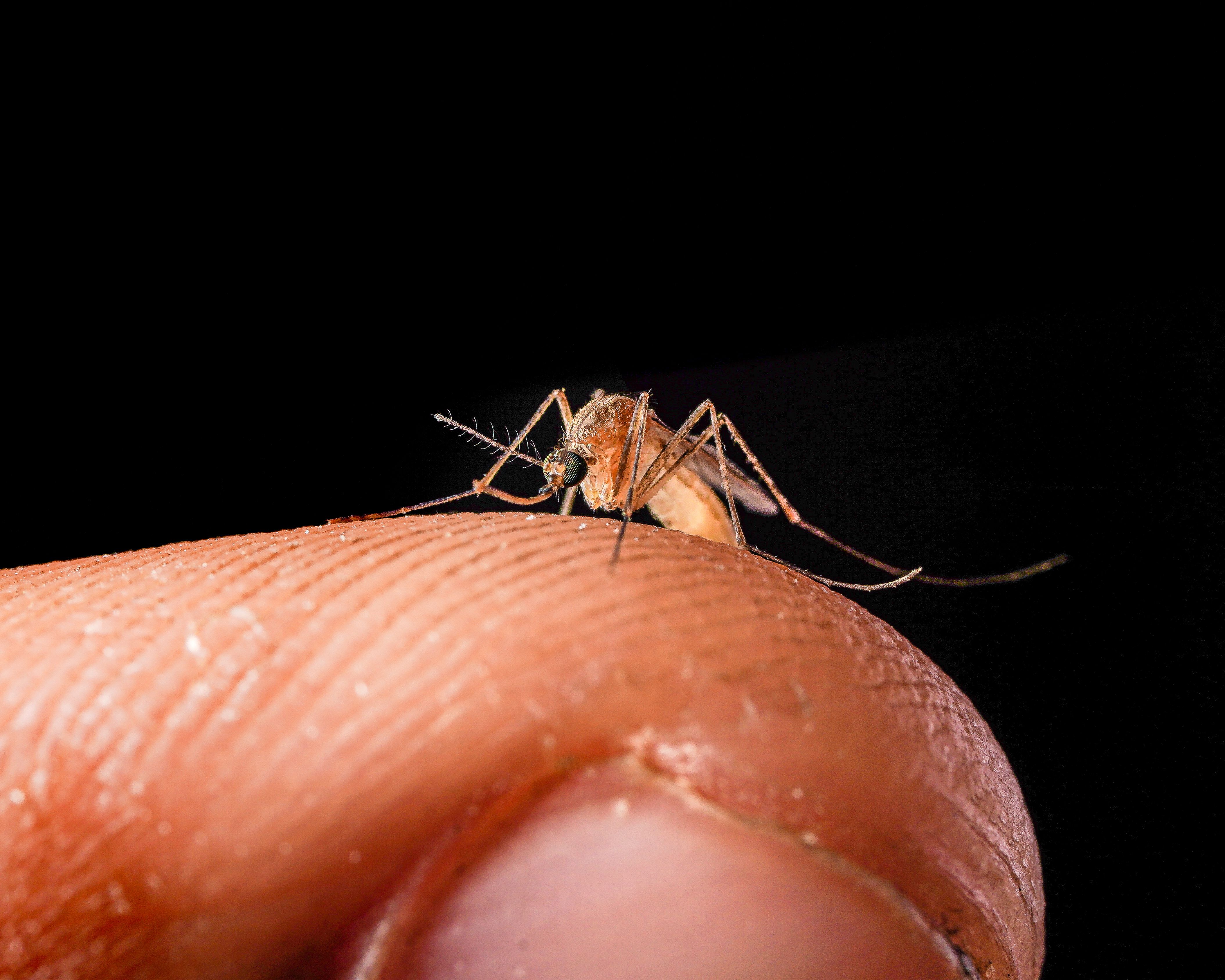 Dengue cases spread across Nepal as it marks World Mosquito Day: Ultimate Guide, Latest Updates, and Key Insights