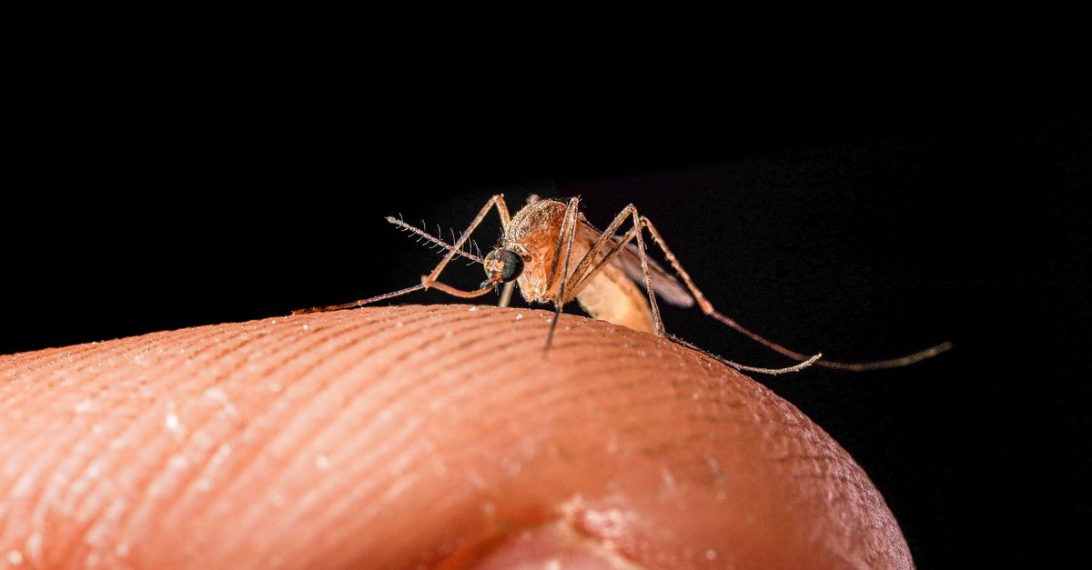 Trentino Probes Possible West Nile Case, Adds Blood Screening