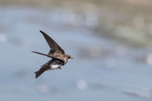 Free Capture of a sand martin (Riparia riparia) soaring through the sky in Hattstedtermarsch, Germany. Stock Photo
