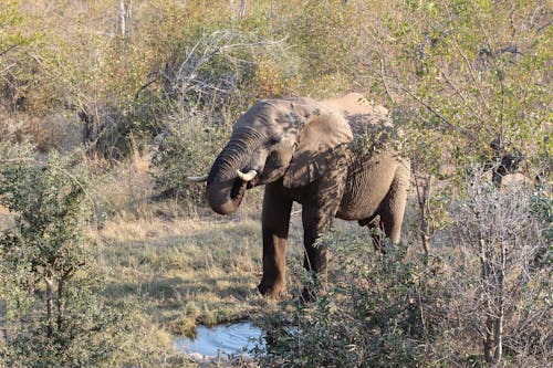Free Photo Of An Elephant  Stock Photo